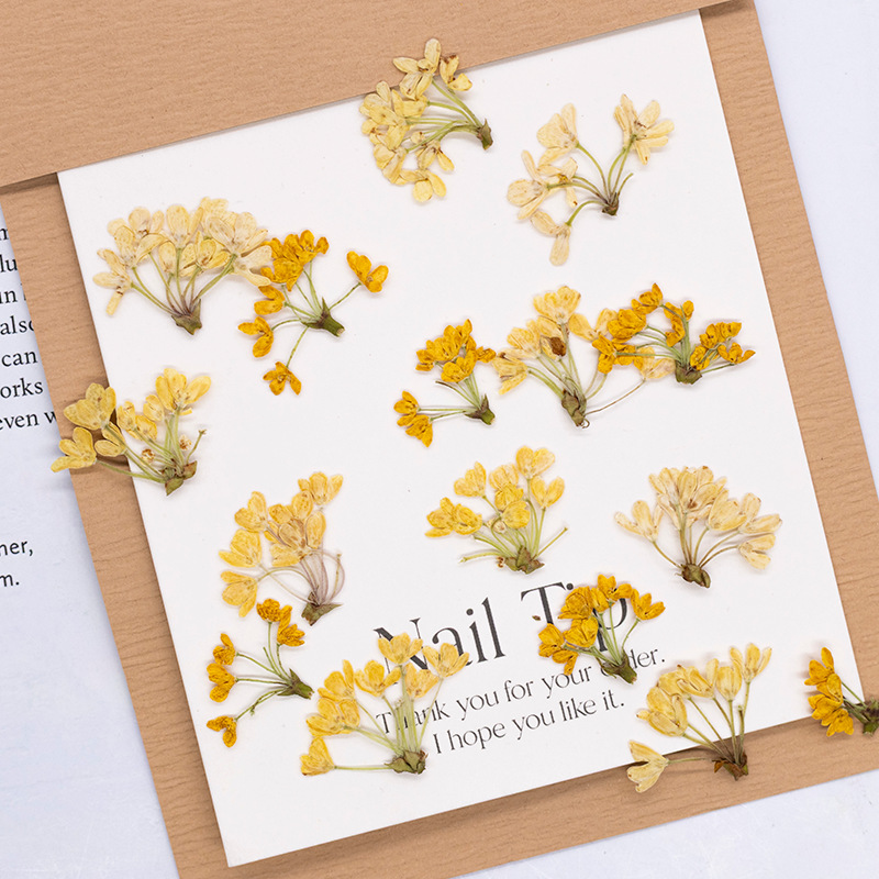 Dried Flower Bookmark - 24 stuks, natuurlijke echte geperste bloemen,