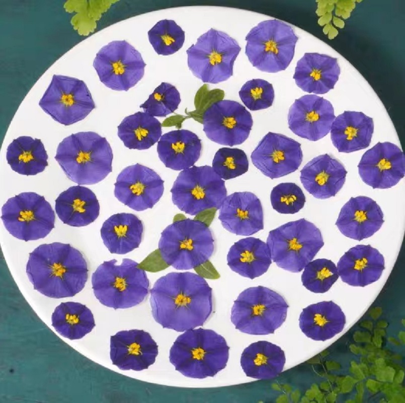 100Pcs Geperst Gedroogde Lycia - Dried Flower Bookmark recensie en prijs