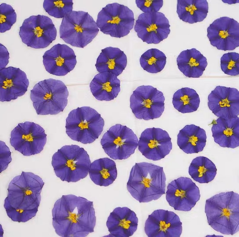 100Pcs Geperst Gedroogde Lycia - Dried Flower Bookmark recensie en prijs