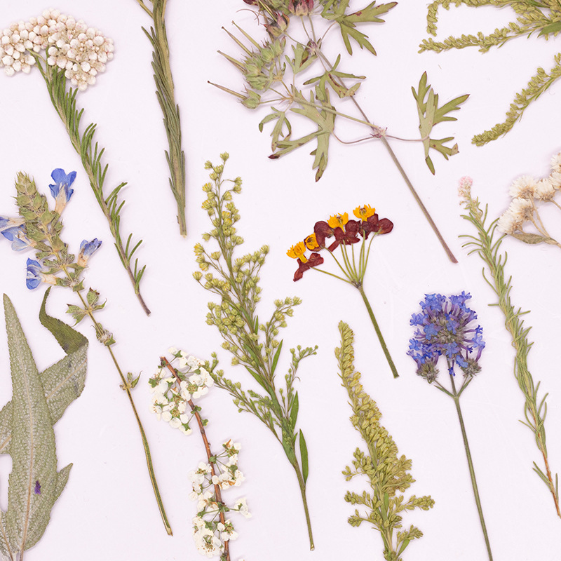 500 stuks groot pakket geperst - Dried Flower Bookmark recensie en prijs