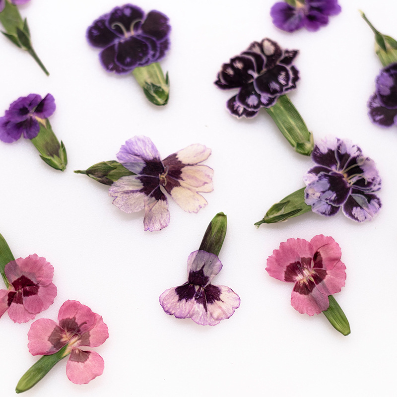 24 stuks, geperste gedroogde d - Dried Flower Bookmark recensie en prijs